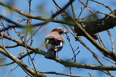 Garrulus glandarius