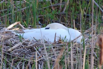Cygne tuberculé