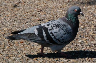 Pigeon biset