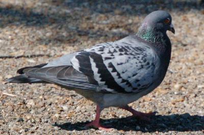 Pigeon biset