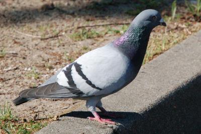 Pigeon biset