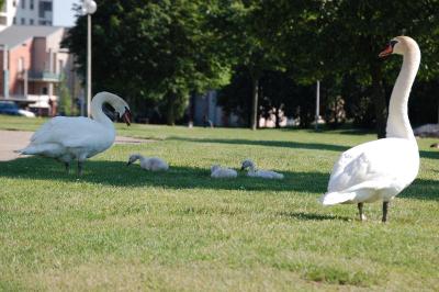 Cygne tuberculé