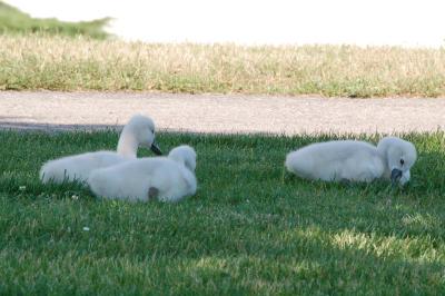 Cygne tuberculé