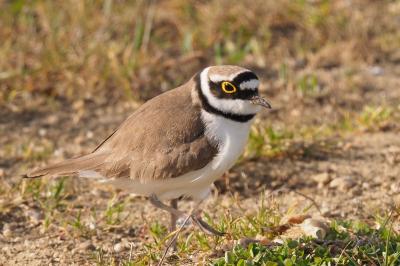 Charadriidae