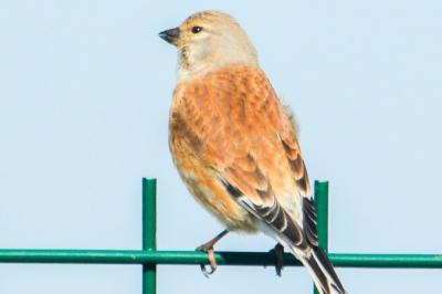 Linotte mélodieuse