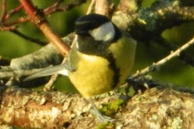 Mésange charbonnière