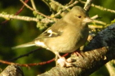 Pinson des arbres