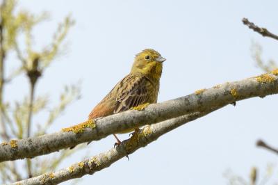 Bruant jaune