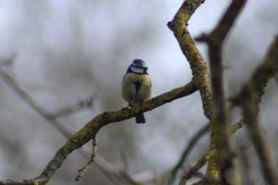Mésange bleue