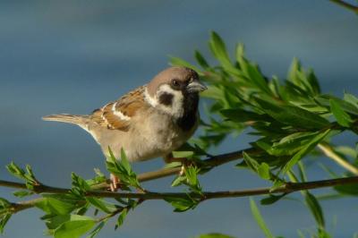 Moineau friquet