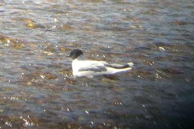 Mouette pygmée