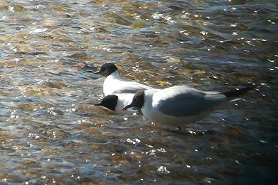 Mouette pygmée