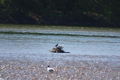 Mouette pygmée
