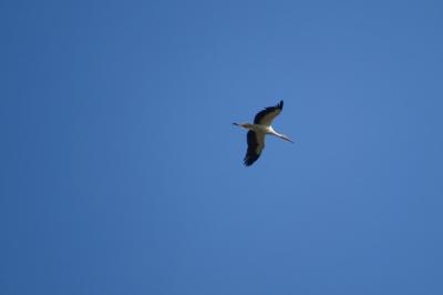 Cigogne blanche