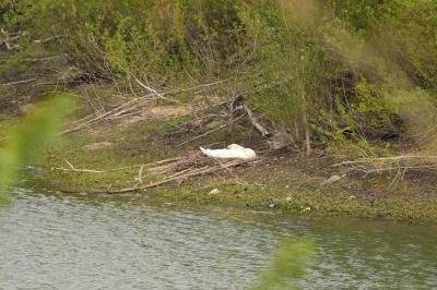 Cygne tuberculé
