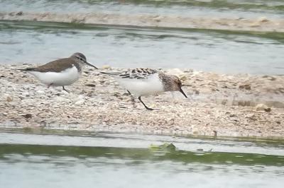 Bécasseau sanderling