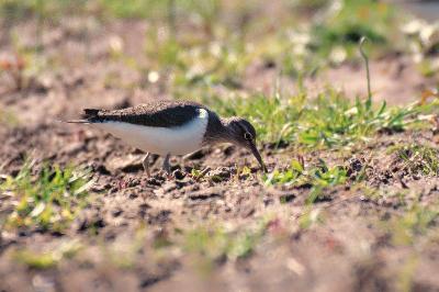 Scolopacidae