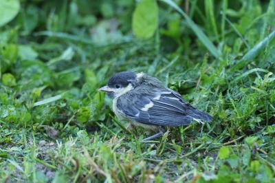 Mésange charbonnière