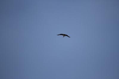 Balbuzard pêcheur