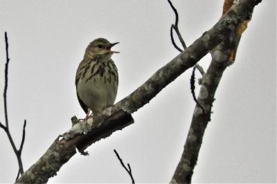 Pipit des arbres