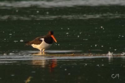 Haematopodidae