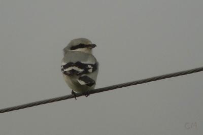 Lanius excubitor