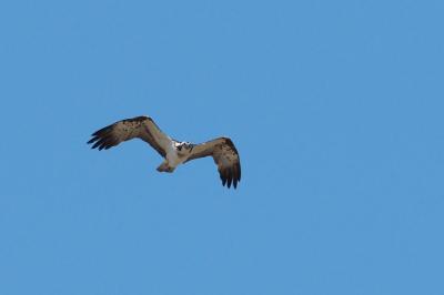 Balbuzard pêcheur