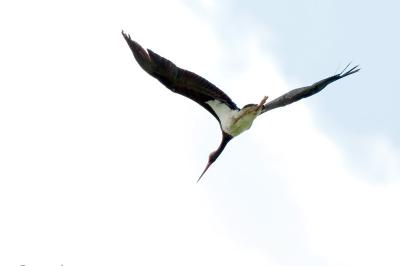 Cigogne noire