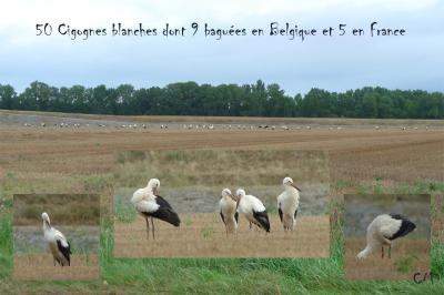 Cigogne blanche
