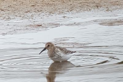 Bécasseau variable