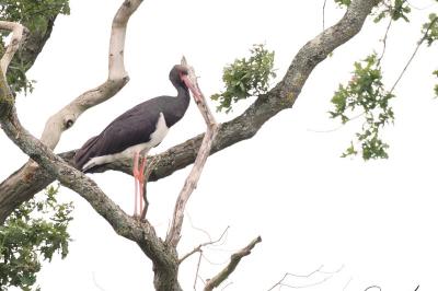 Cigogne noire