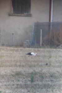 Cigogne blanche