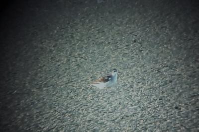 Phalarope à bec étroit
