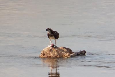 Balbuzard pêcheur