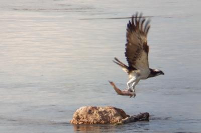 Balbuzard pêcheur