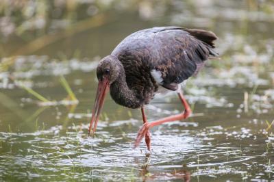Cigogne noire