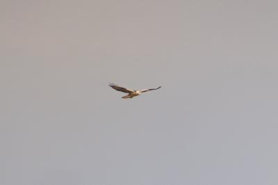 Buse variable