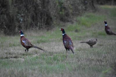 Phasianus colchicus
