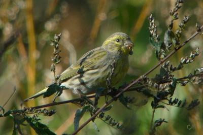 Serin cini