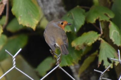 Rougegorge familier