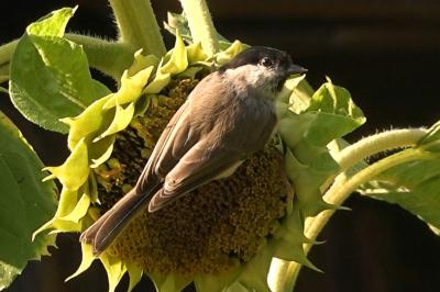 Mésange nonnette
