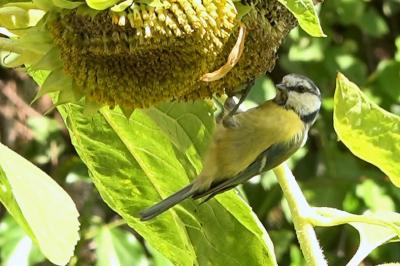 Mésange bleue