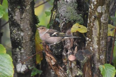 Pinson des arbres