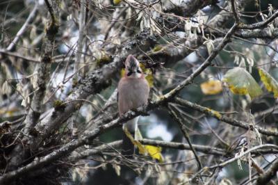 Garrulus glandarius