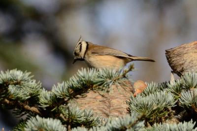 Mésange huppée