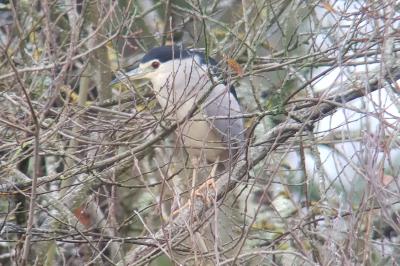 Bihoreau gris