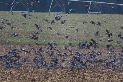 Pigeon ramier