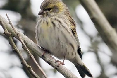 Serin cini