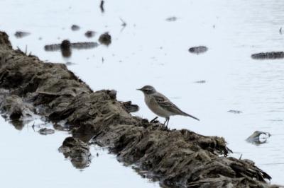 Pipit spioncelle