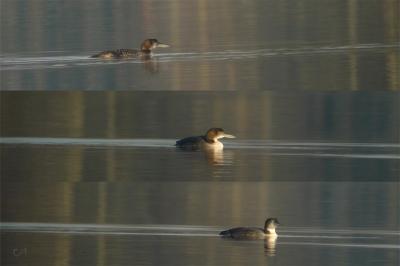 Plongeon imbrin